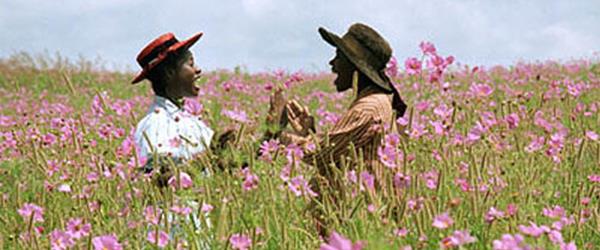 The Color Purple