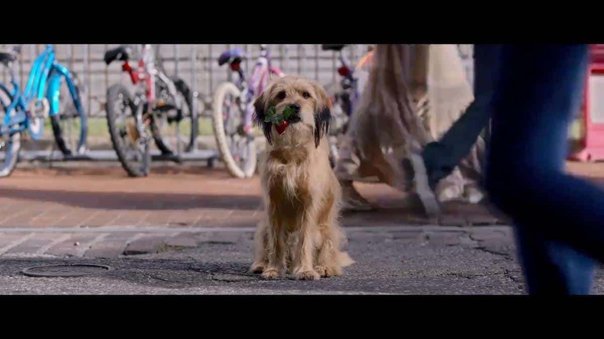 Kesuksesan Franchise Benji