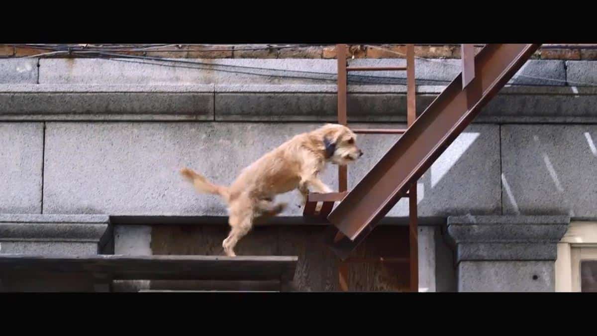 Penggambaran Kisah Anjing yang Realistis